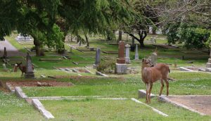 Deer in Ross Bay Cemetery, Fairfield Road, Victoria, B.C.
