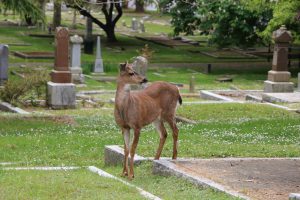 Deer in Ross Bay Cemetery, Victoria, B.C.